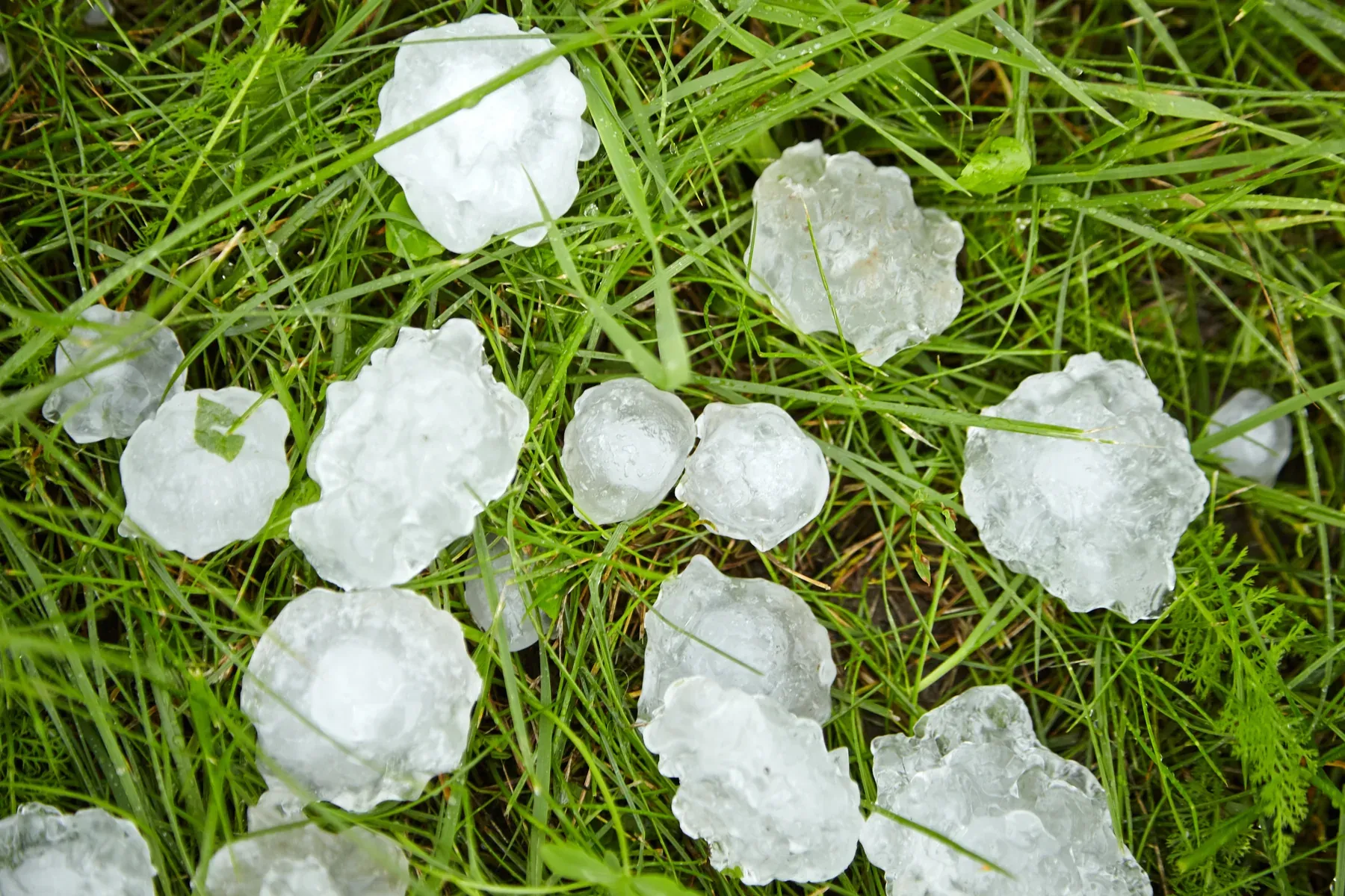 Large jagged hailstones resting in green grass after a hailstorm